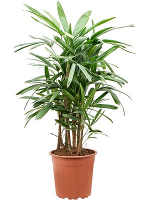 Rhapis excelsa (90-120), Tuff, im 24cm Topf, Hhe 105cm, Breite 55cm