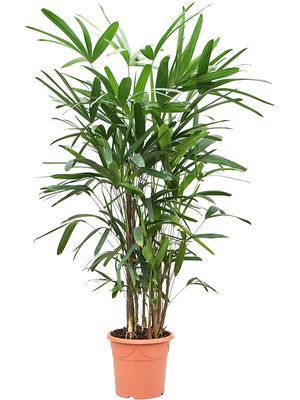 Rhapis excelsa, Tuff, im 24cm Topf, Hhe 150cm, Breite 50cm