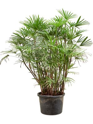 Rhapis humilis (100-130), Tuff, im 30cm Topf, Hhe 125cm, Breite 70cm