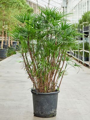 Rhapis humilis (150-180), Tuff, im 40cm Topf, Hhe 160cm, Breite 80cm