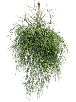 Rhipsalis burchelli, Ranker, im 25cm Topf, Hhe 50cm, Breite 50cm