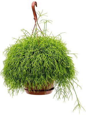 Rhipsalis cassutha, Ampel, im 21cm Topf, Hhe 50cm, Breite 35cm