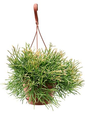 Rhipsalis clavata, Ampel, im 17cm Topf, Hhe 35cm, Breite 30cm