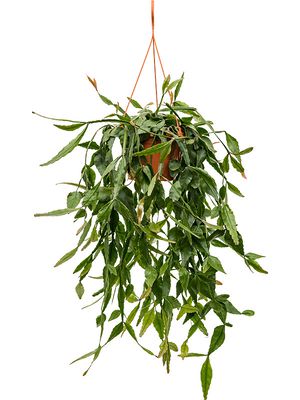 Rhipsalis eliptica, Ampel, im 20cm Topf, Hhe 50cm, Breite 30cm