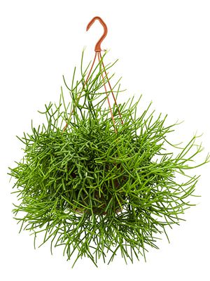 Rhipsalis heteroclada, Ampel, im 21cm Topf, Hhe 55cm, Breite 50cm