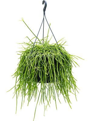 Rhipsalis kirbergii, Ranker, im 25cm Topf, Hhe 60cm, Breite 35cm