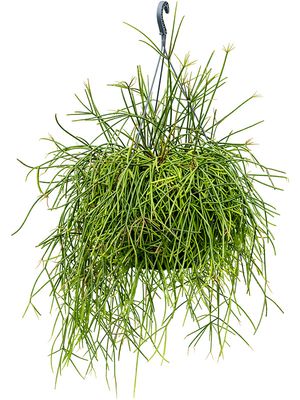 Rhipsalis mauretiana, Ampel, im 25cm Topf, Hhe 60cm, Breite 35cm