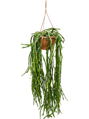 Rhipsalis paradoxa, Ampel, im 25cm Topf, Hhe 55cm, Breite 30cm