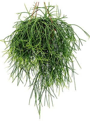 Rhipsalis pulchra, Ampel, im 21cm Topf, Hhe 50cm, Breite 45cm