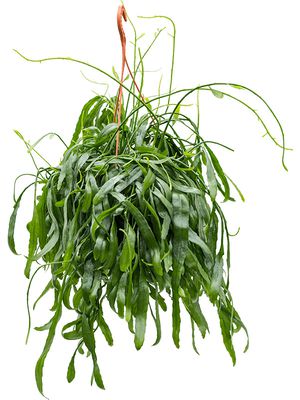 Rhipsalis ramaloris, Ampel, im 20cm Topf, Hhe 50cm, Breite 40cm