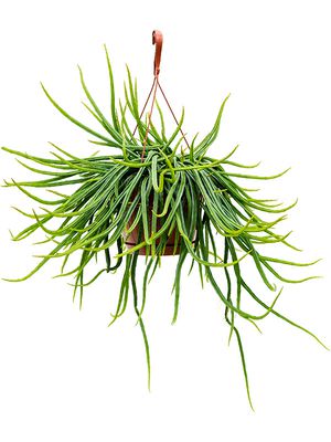 Rhipsalis wercklei, Ampel, im 21cm Topf, Hhe 70cm, Breite 40cm