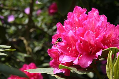 Rhododendron Pflege, Düngen, Krankheiten