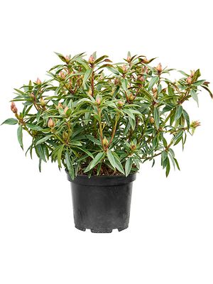 Rhododendron 'Cosmopolitan', Busch, im 24cm Topf, Hhe 50cm, Breite 60cm