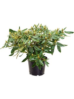 Rhododendron 'Eucharitis', Busch, im 24cm Topf, Hhe 50cm, Breite 60cm