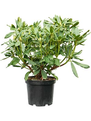 Rhododendron 'Madame Masson', Busch, im 24cm Topf, Hhe 50cm, Breite 60cm