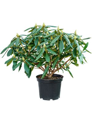 Rhododendron 'Marcel Menard', Busch, im 24cm Topf, Hhe 50cm, Breite 60cm