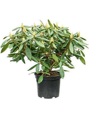 Rhododendron 'Percy Wiseman', Busch, im 24cm Topf, Hhe 50cm, Breite 60cm