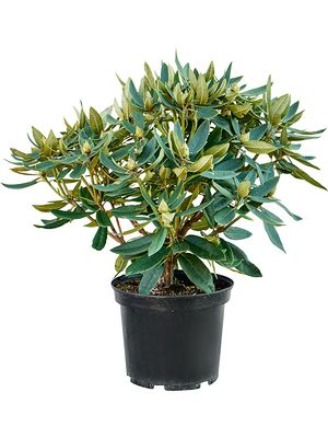 Rhododendron 'Vulcan Flame', Busch, im 24cm Topf, Hhe 50cm, Breite 60cm