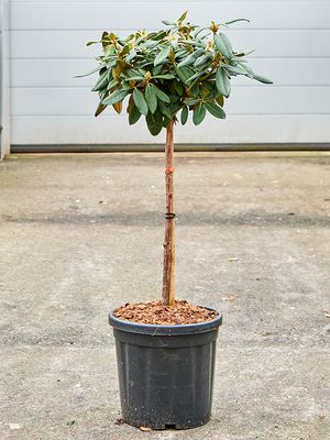 Rhododendron yakushimanum 'Anuschka', Stamm, im 32cm Topf, Hhe 110cm, Breite 40cm