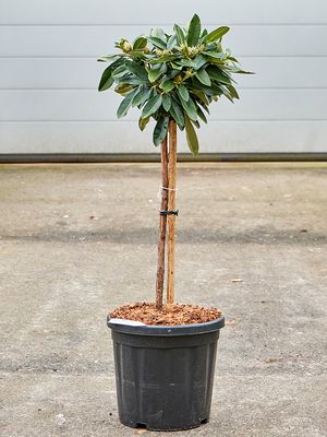 Rhododendron yakushimanum 'Arabella', Stamm, im 32cm Topf, Hhe 110cm, Breite 40cm