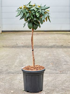 Rhododendron yakushimanum 'Fantastica', Stamm, im 32cm Topf, Hhe 110cm, Breite 40cm