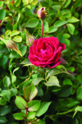 Rose Mauve Pixie