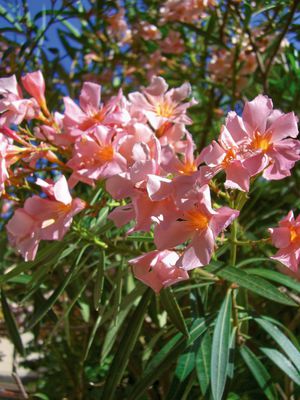 Rosa Oleander Blüten