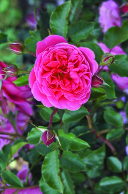 Rose Raspberry