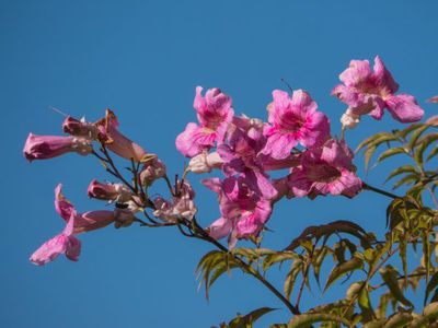 Den Rosa Trompetenwein pflanzen, pflegen und überwintern