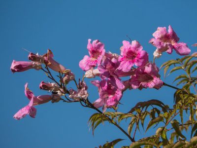 Den Rosa Trompetenwein pflanzen, pflegen und berwintern