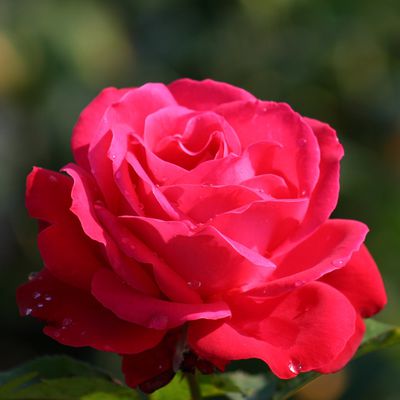 Pflanzen und Gefühle: Die Rosen der Liebe