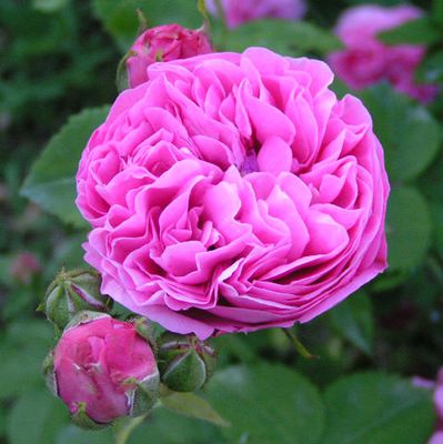 Rose 'Louise Odier'