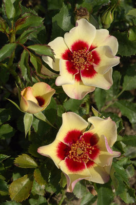 offene, rot-weissliche Blüten  © Hortival Diffusion