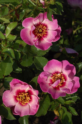 offene, rot-rosa Blüten  © Hortival Diffusion