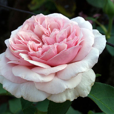 Rose Souvenir de la Malmaison