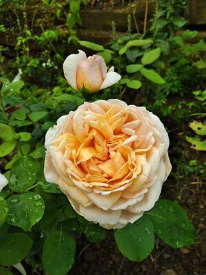 Rose 'The Lady Gardener', Rosa The Lady Gardener'