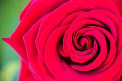 Wie kann man selber Rosen konservieren?