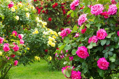 Rosen pflanzen: So pflanzen Sie Rosen richtig!