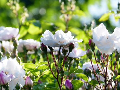 Rosen pflegen - die zwölf wichtigsten Tipps für schöne Rosen und eine erfolgreiche Rosenkultur