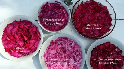 Welche Rosen für Rosensirup? Die besten Duftrosen, Tipps & Rezepte