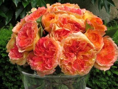Delbard Rosen, Henri Delbard
