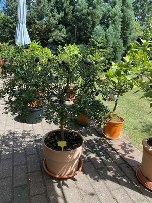 Rote Fingerlimette 'Ricks Red', Microcitrus australasica 'Ricks Red'