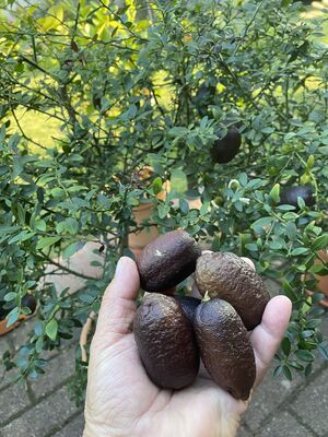 Rote Fingerlimette 'Ricks Red', Microcitrus australasica 'Ricks Red'