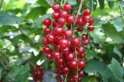 Tailler les groseilliers rouges