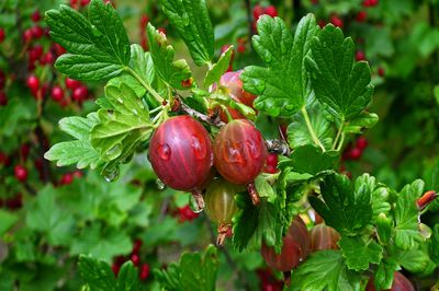 Sind Stachelbeeren altmodisch und schwer zu pflegen? Ein Pl�doyer f�r moderne Stachelbeersorten