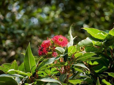Der Rote Eukalyptus -australischer Traumbaum