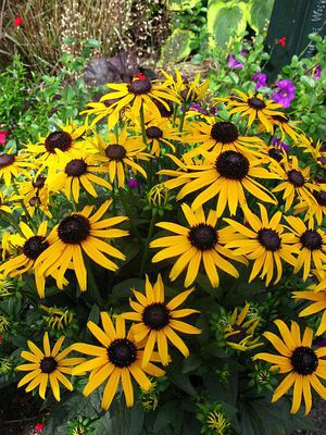 Rudbeckia fulgida 'Little Goldstar' (S)