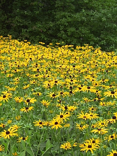 Rudbeckia fulgida varietät deamii Rudbeckia fulgida varietät deamii