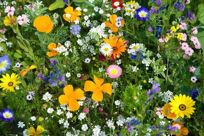 Sommerblumen auf Blumenwiese Samen