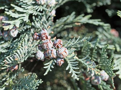 Scheinzypresse (Chamaecyparis) als Hecke &ndash; Pflanzen &amp; Schneiden